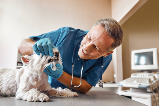 Best Pediatric Emergency Dentist in Heathrow, FL